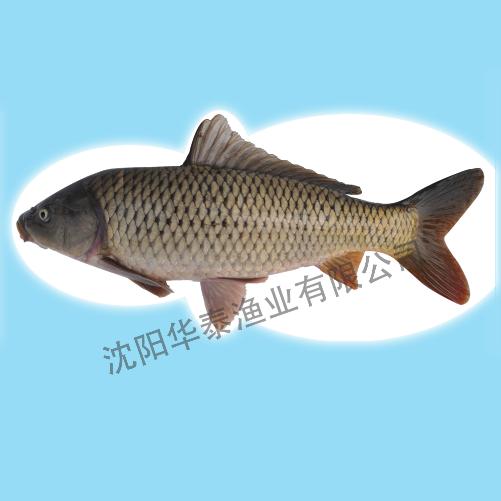 &#112;&#112;&#30005;&#23376;&#40;&#20013;&#22269;&#21306;&#41;&#23448;&#26041;&#32593;&#31449;